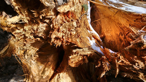 Full frame shot of tree trunk