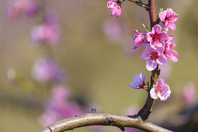 Close-up of pink cherry blossoms