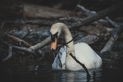 Swan swimming in lake