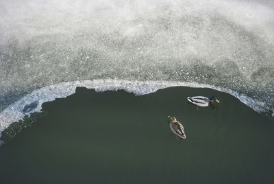 Scenic view of ducks in lake