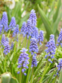 Close-up of purple flowering plants