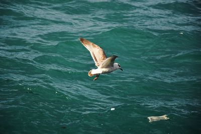 Seagull flying over sea