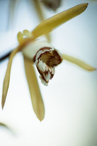 Close-up of bee on flower