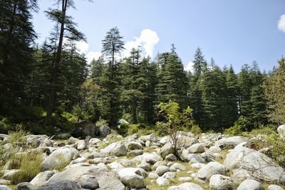 Pine trees in forest against sky