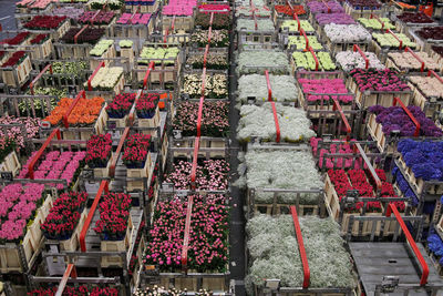 Carts of variety of flowers staging at aalsmeer  market
