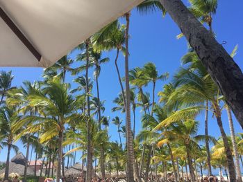 Low angle view of palm trees against blue sky