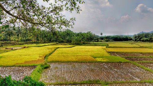 Scenic view of farm against sky