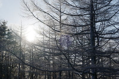 Low angle view of trees against sky