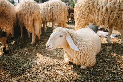 Sheep in a field