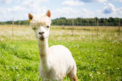 Alpaca standing on grassy field