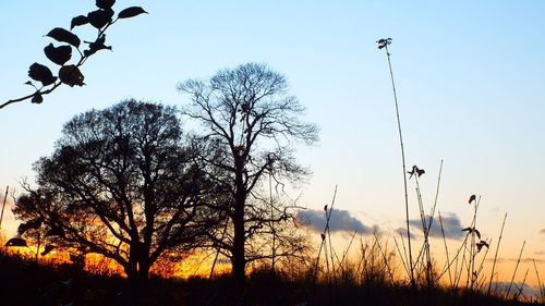 Low angle view of bare trees against sky