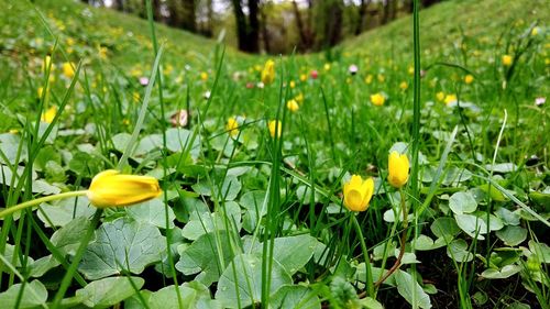 Close-up of yellow flowering plants on field