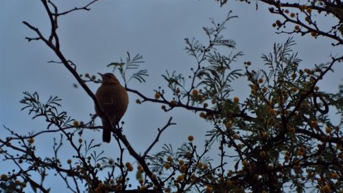 Low angle view of bird perching on tree against sky