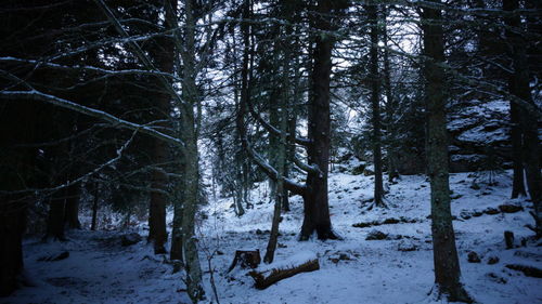 Trees in forest during winter