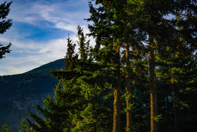 Trees in forest