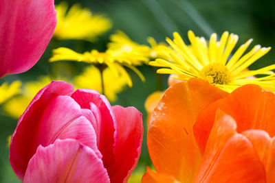 Close-up of pink flower