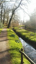 Trees on grassy field