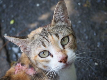 Close-up portrait of a cat