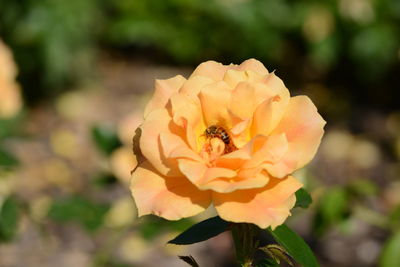 Close-up of bee pollinating on flower