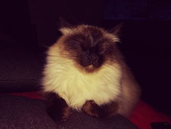 Close-up of cat sitting on sofa at home