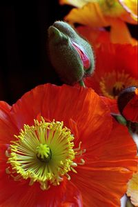 Close-up of orange hibiscus blooming outdoors