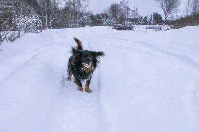 Dog on snow covered land