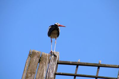 Low angle view of bird perching on wooden post against sky