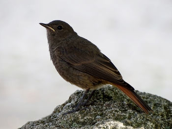 Close-up of bird perching outdoors