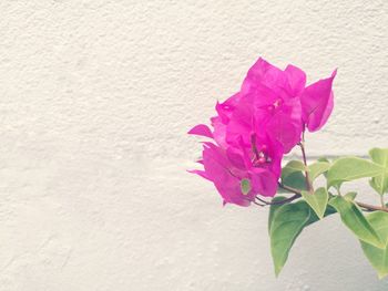 Close-up of multi colored pink flower blooming outdoors