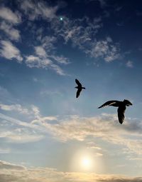 Low angle view of birds flying in sky