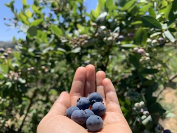 Fresh fruits from farm