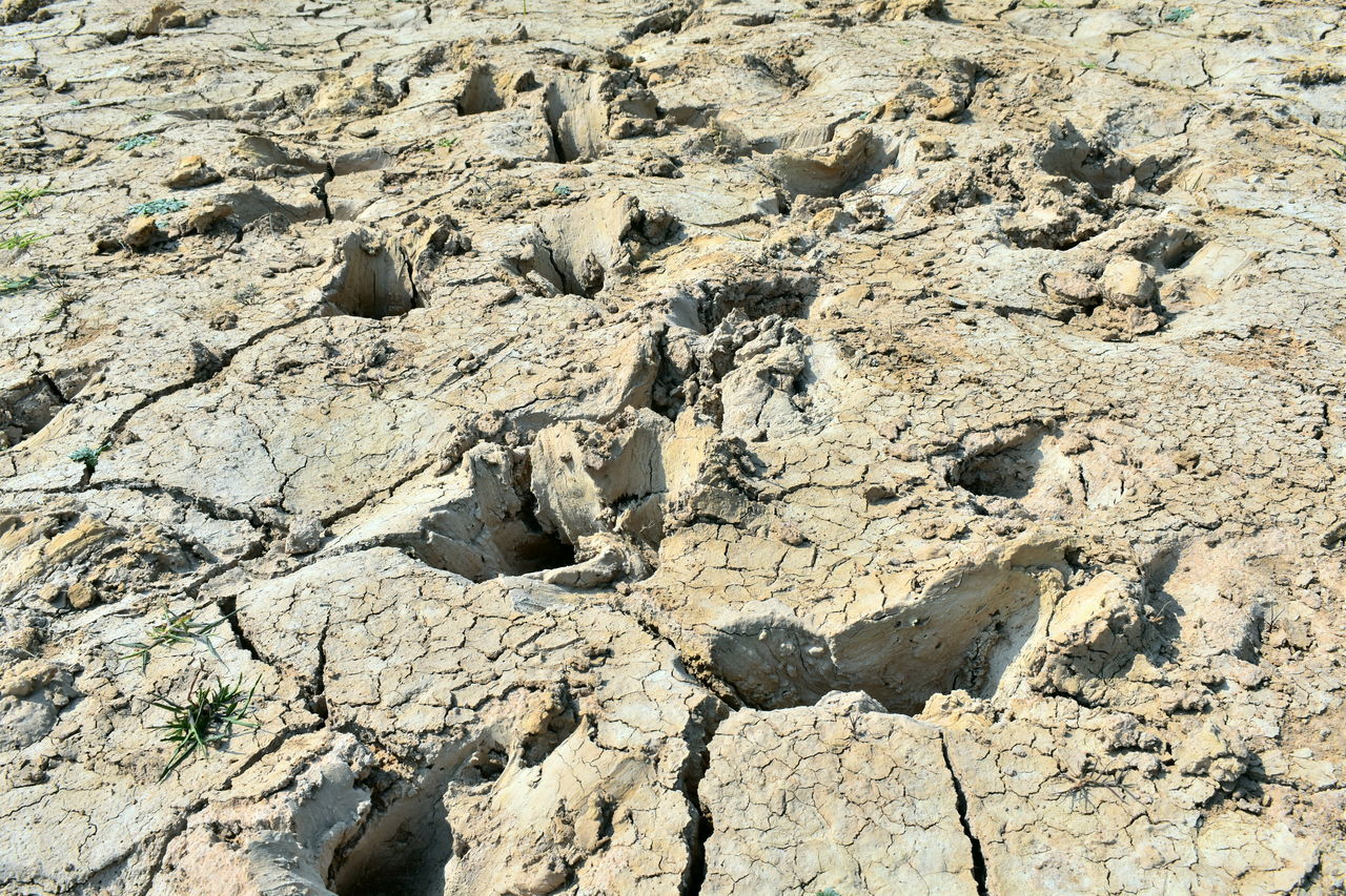 Dry mud footprints