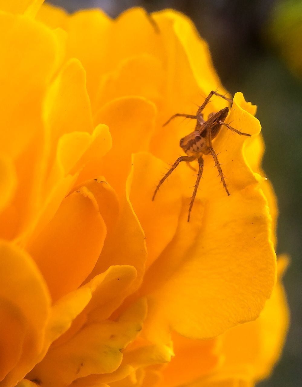 insect, one animal, animal themes, animals in the wild, wildlife, flower, close-up, yellow, focus on foreground, pollination, nature, beauty in nature, fragility, petal, animal antenna, selective focus, bee, fly, zoology, outdoors