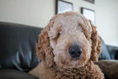 Close-up portrait of a dog at home