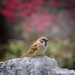 Close-up of bird perching on rock