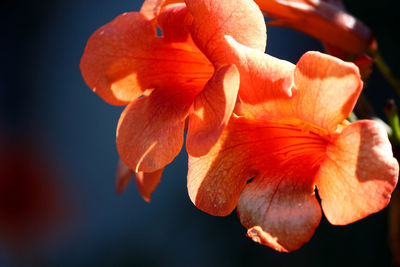 Close-up of orange flowering plant