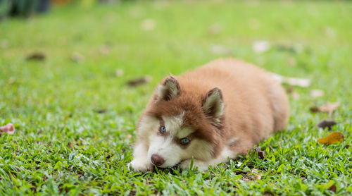 Close-up of dog on field