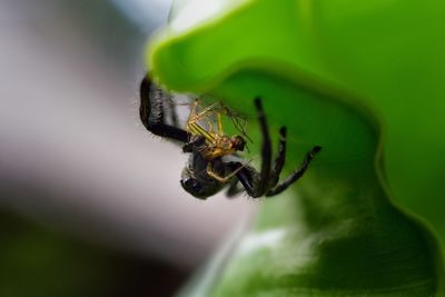 Close-up of spider hunting on leaf