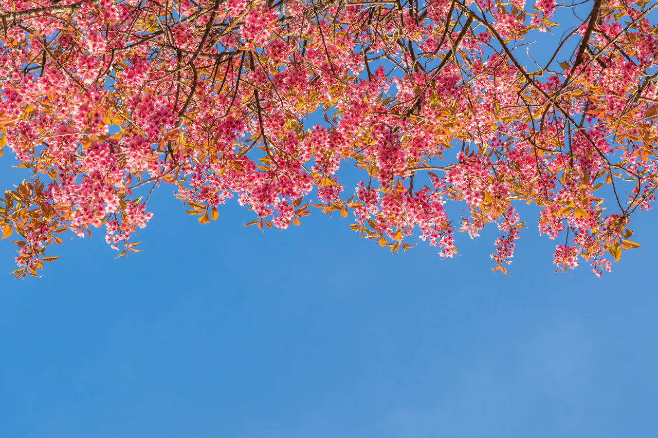 LOW ANGLE VIEW OF MAPLE TREE AGAINST CLEAR SKY