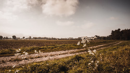 View of sheep on field against sky