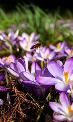 Close-up of bee on purple flowers