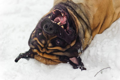 Close-up of a dog on snow