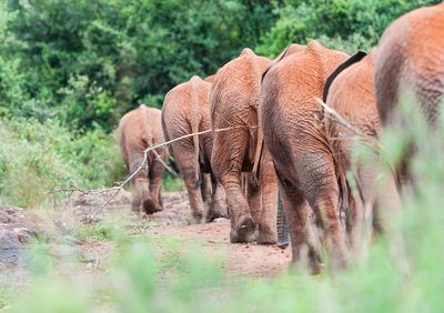 Rear view of elephants walking on field against trees in forest
