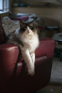 pet