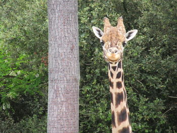 Close-up portrait of giraffe against trees