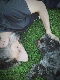 High angle view of dog sleeping