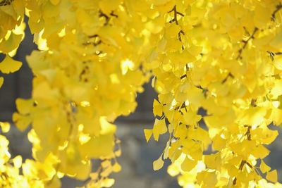 Close-up of yellow flowers