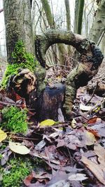 Plant growing in forest