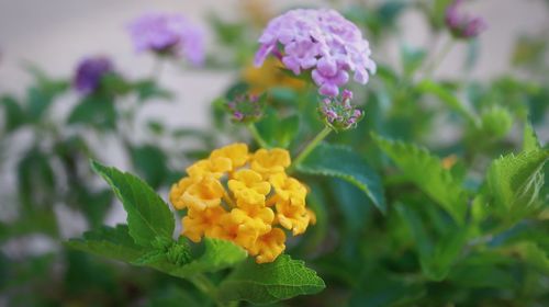 Close-up of yellow flowering plant