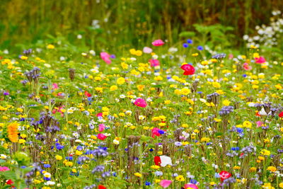 Close-up of fresh yellow flowers in field